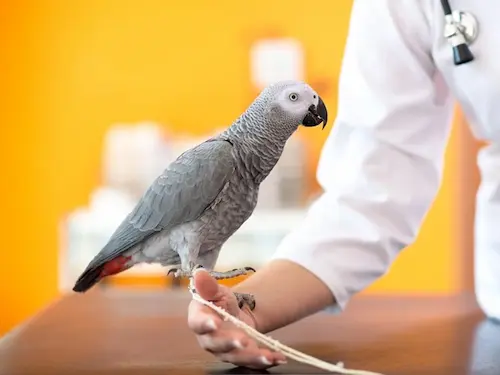 Veterinarian examining a bird with specialized avian vet care