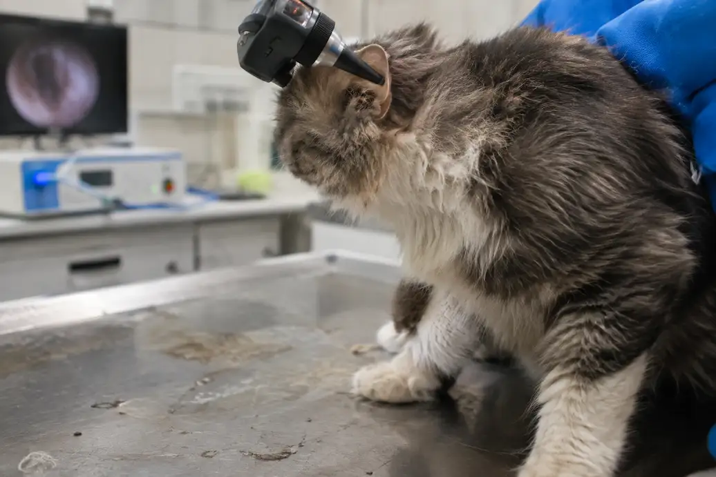 Cat Ear Examination in Dubai