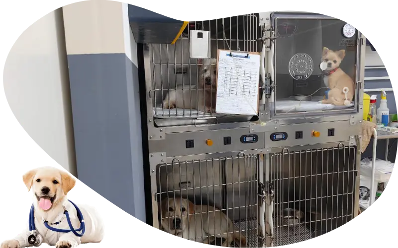 Happy Tails veterinary clinic team and services