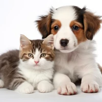 How Should We Take Care of Your Pets Common Mistakes to Avoid
