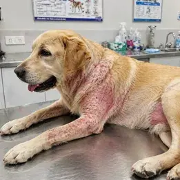 Veterinarian examining dog skin rash and irritation for treatment in Dubai clinic