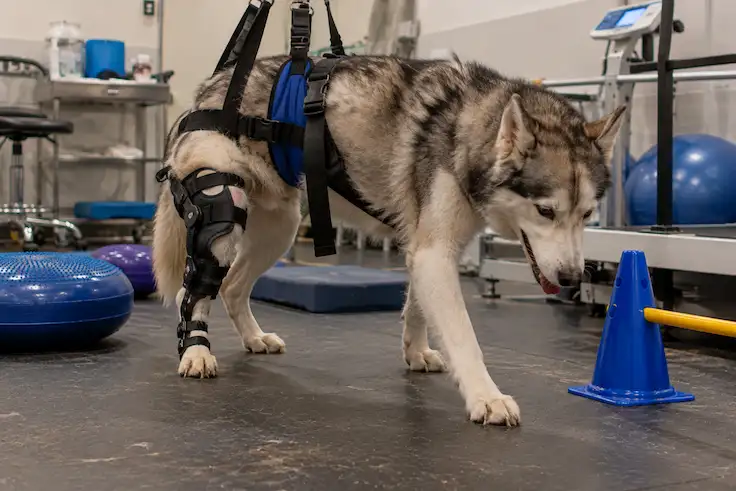 Husky Dog Ligament Surgery Dubai