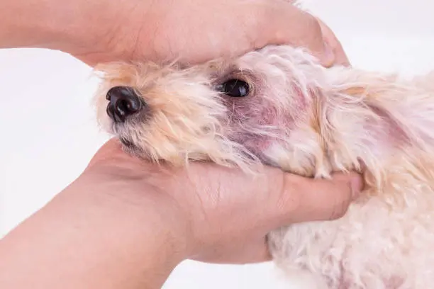 Pet Allergy Emergency Care