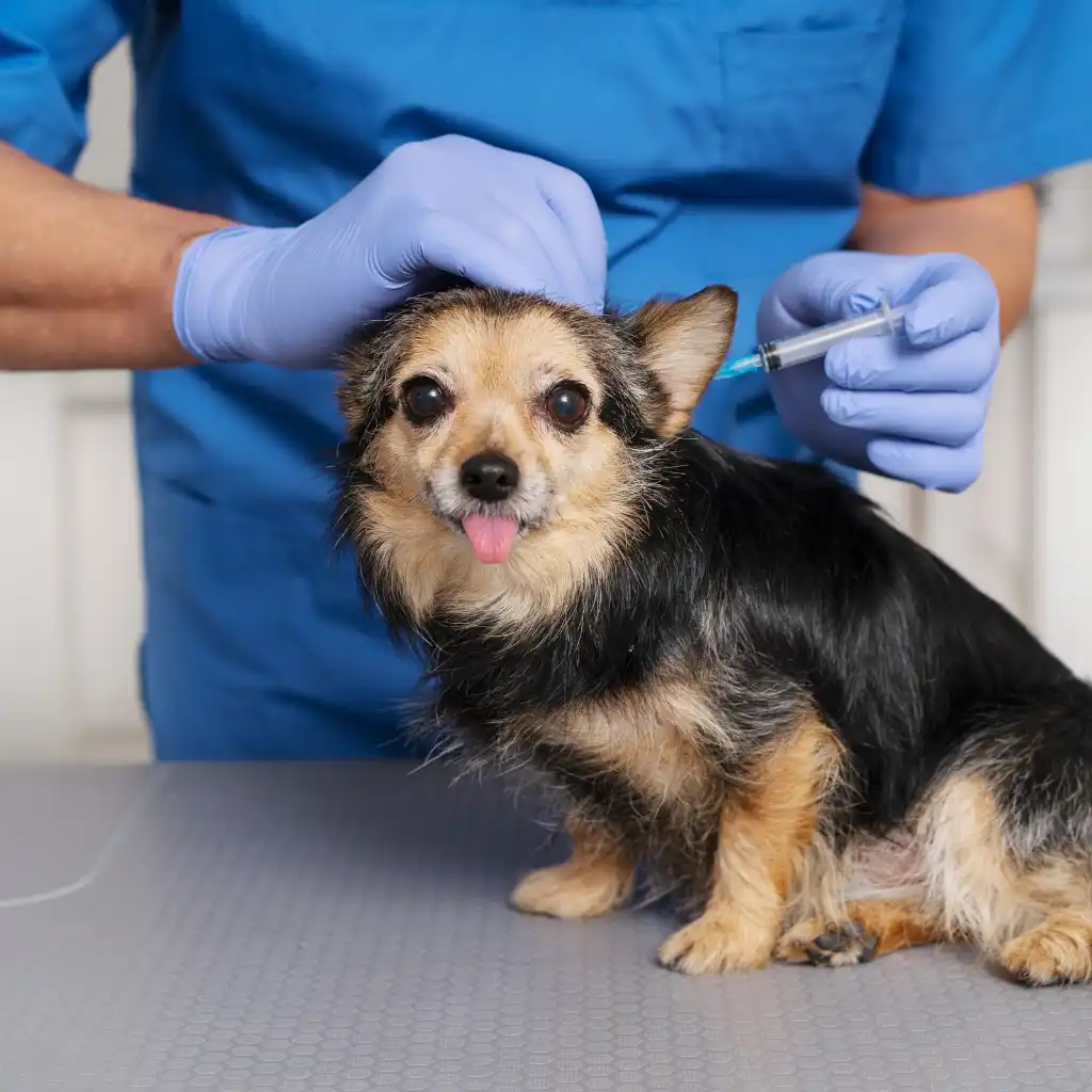 Pet Vaccination Schedule in the UAE – What Every Owner Should Know