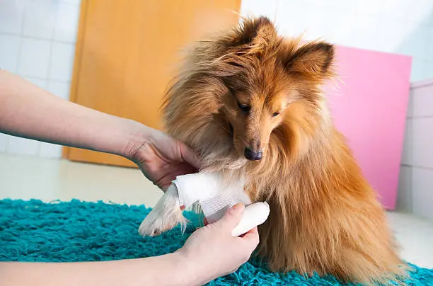 Dog receiving veterinary treatment for deep wounds