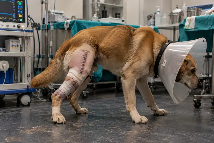 Veterinary Orthopedic Specialist Dubai