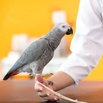 Veterinarian examining a bird with specialized avian vet care