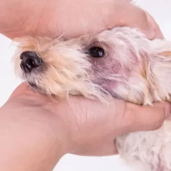 Pet Allergy Emergency Care