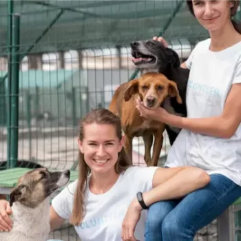 Pet boarding services for safe and comfortable stay