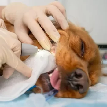 Pet Dental