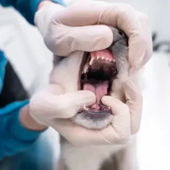 Pet dental care and oral hygiene treatment at veterinary clinic