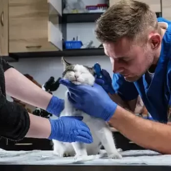 Pet dermatology skin care treatment for animals