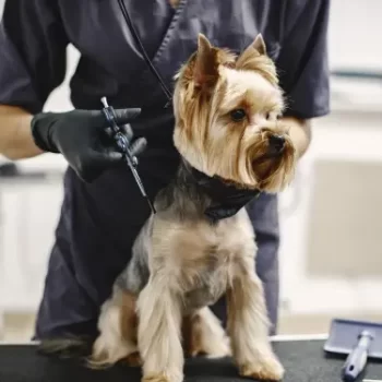 Professional pet grooming services at veterinary clinic
