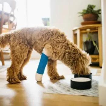 Pet orthopaedic treatment for bone and joint care