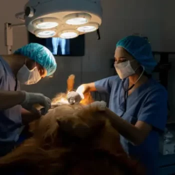 Pet surgery performed by veterinary specialists