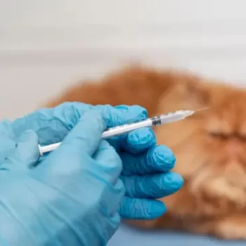 Pet vaccinations at veterinary clinic for disease protection