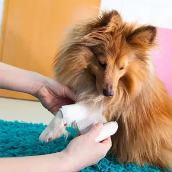 Dog receiving veterinary treatment for deep wounds