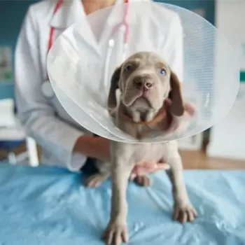 Pet spaying and neutering surgical procedure at veterinary clinic