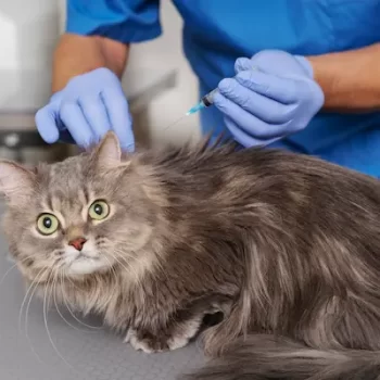 Cat getting Vaccinated by vet