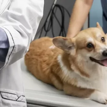 feature image Pet Respiratory Issues Treatment