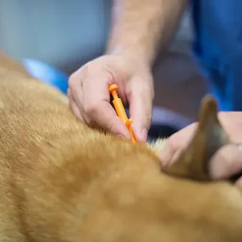 Pet microchipping identification procedure at veterinary clinic
