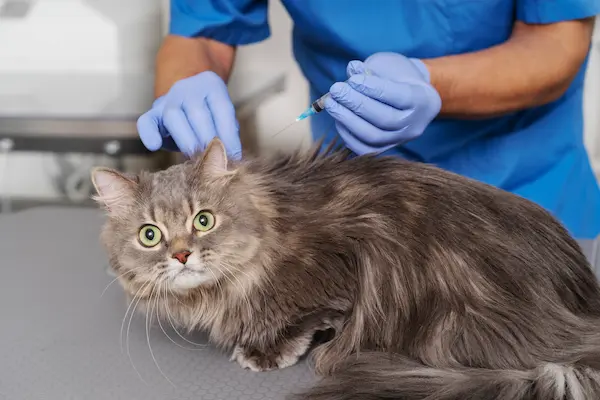 Cat getting Vaccinated by vet