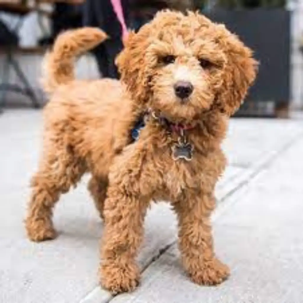 pet allergy symptoms