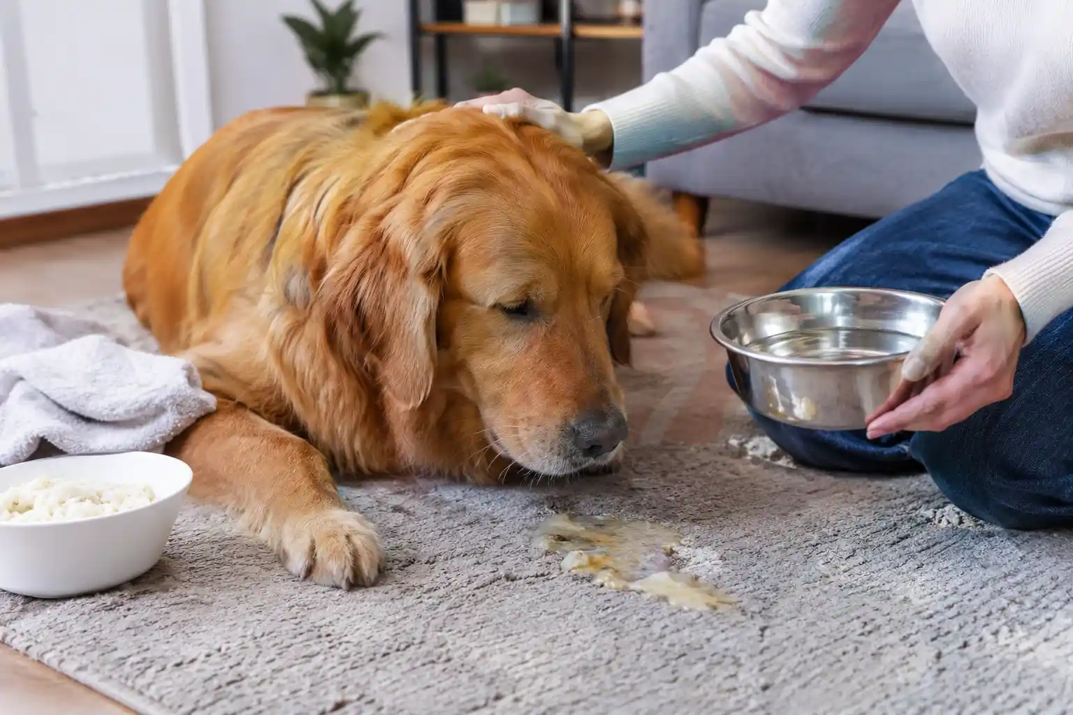 How to Stop Dog Vomiting at Home